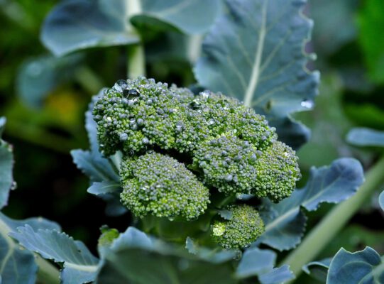 gezondheidsvoordelen broccoli